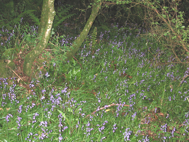 Bluebells in old Murragh Cemetery.jpg 646.3K